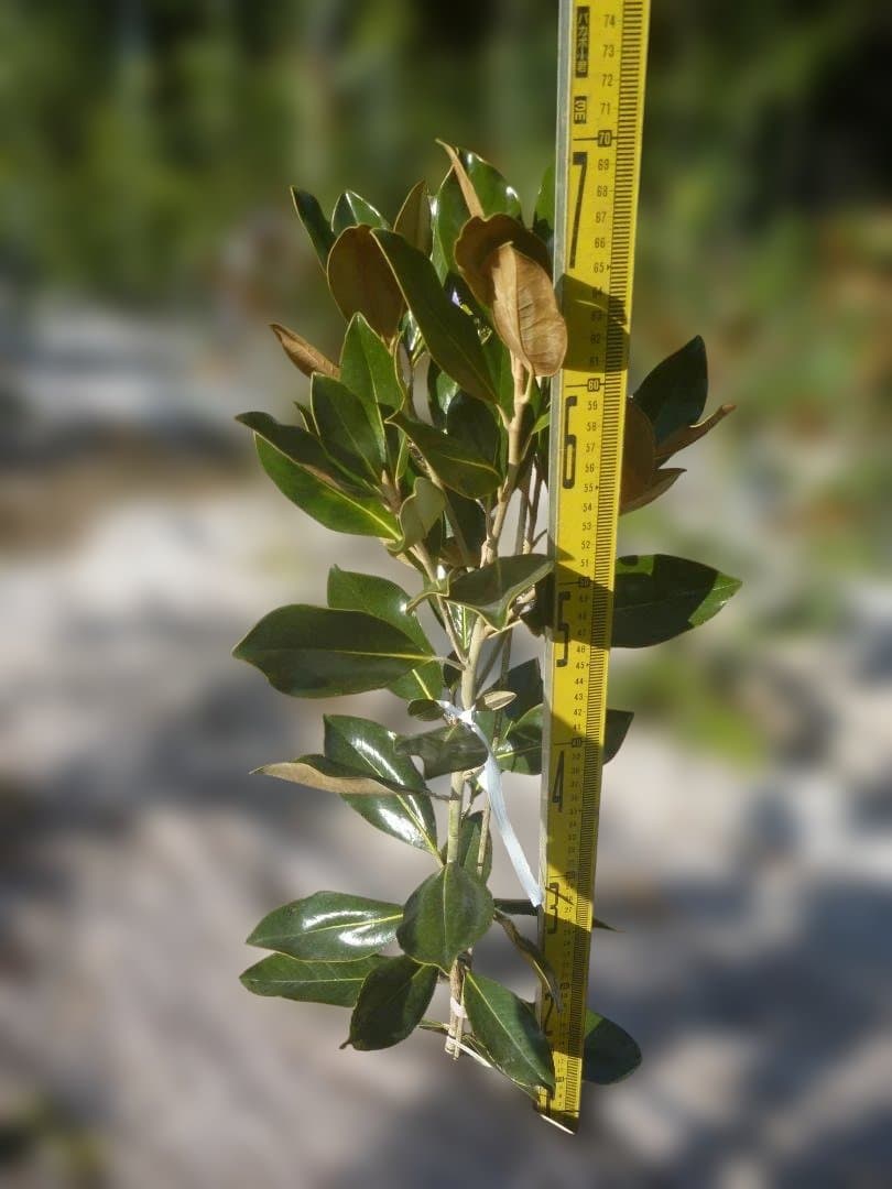 たける タイサンボク　リトルジェム