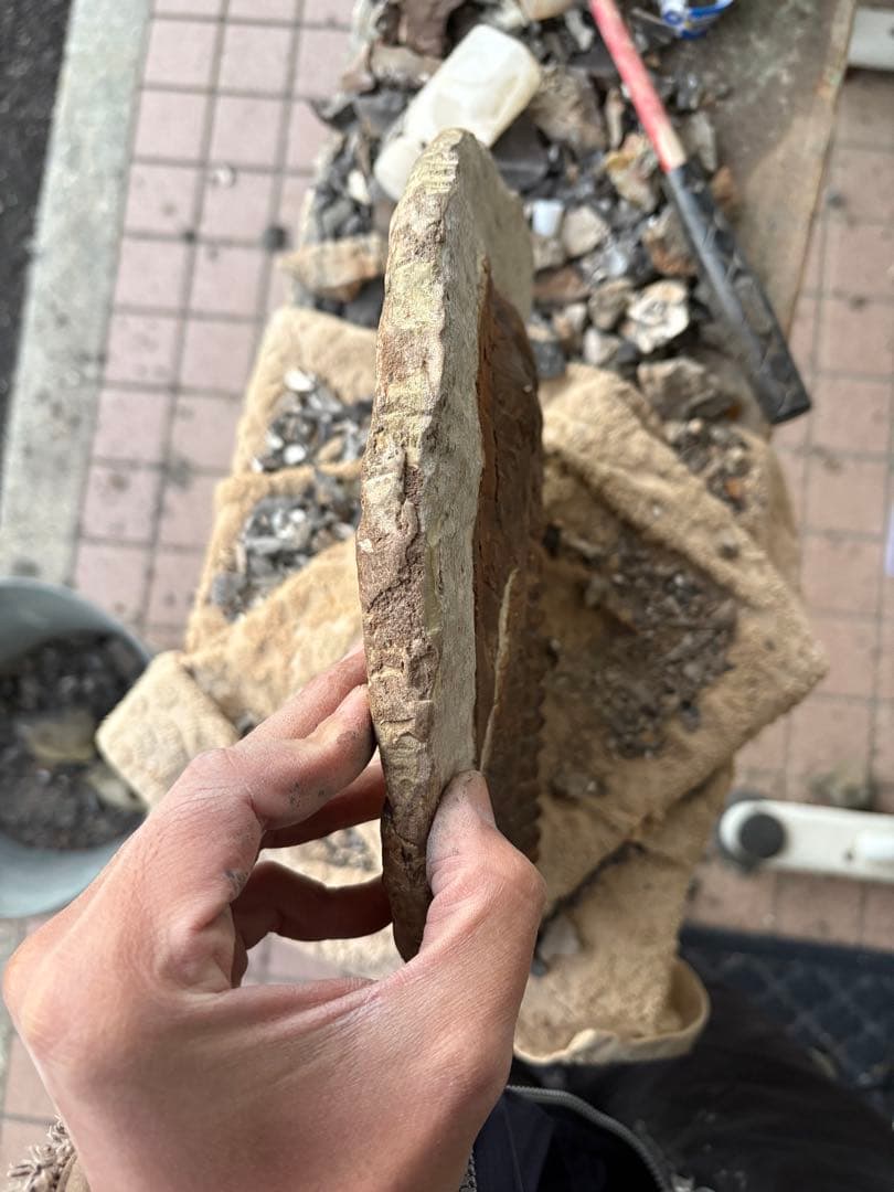 大きな三葉虫　化石