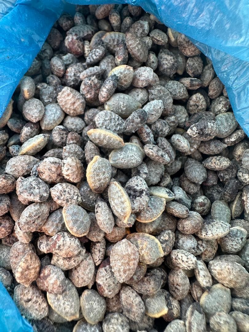 アデニアペチュエリー種子　10個