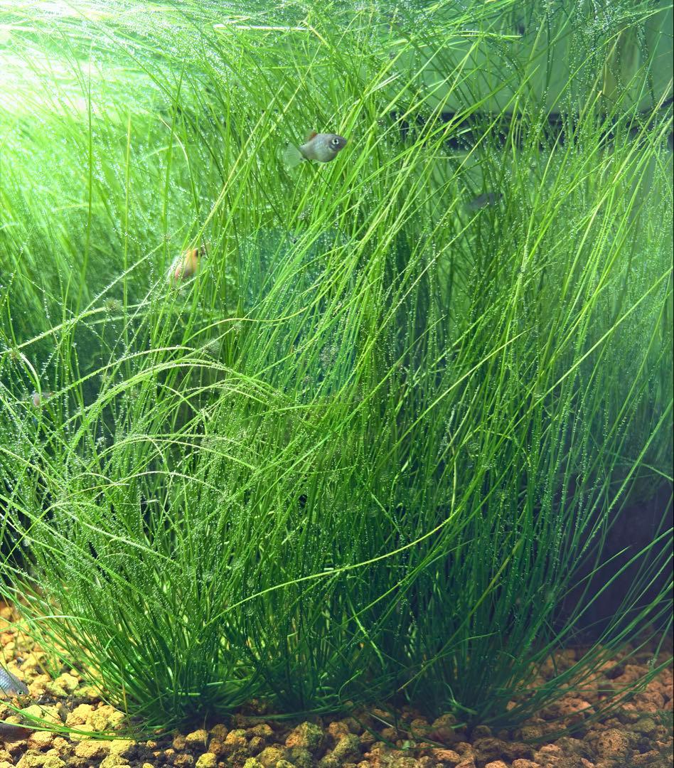 ADAソーシャルフェザーダスター50株