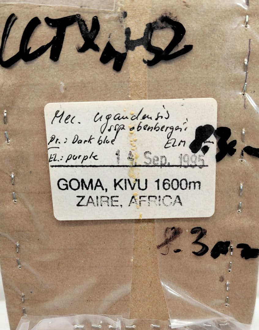 ウガンダオオツノハナムグリ 標本 73mm 濃青色美麗個体