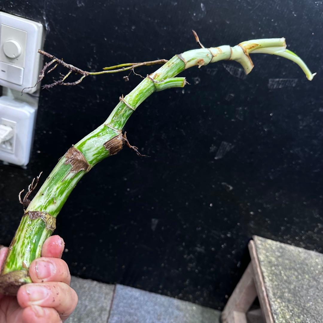 超*✿様 斑入りモンステラホワイトタイガー大茎6株おまとめ