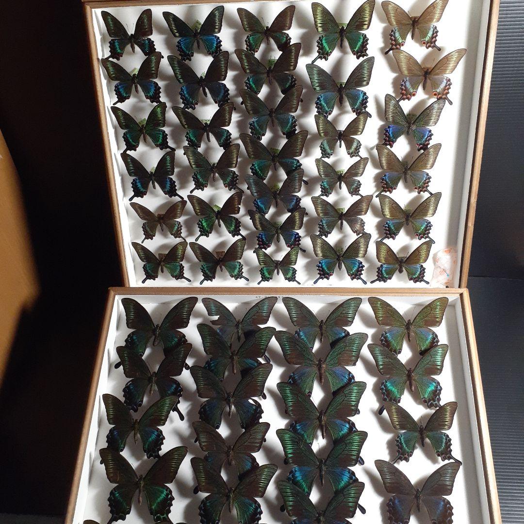 蝶標本　ミヤマカラスアゲハ(春型夏型　♂️♀53頭)大型ドイツ標本箱二箱入り