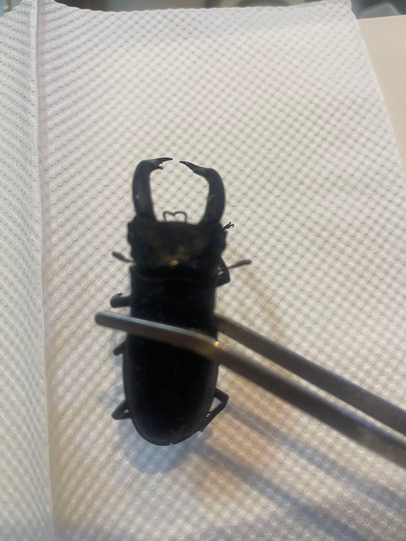 超希少　マンディブラリス ×リノケロス　ハイブリッド　交雑種　標本　約78㎜