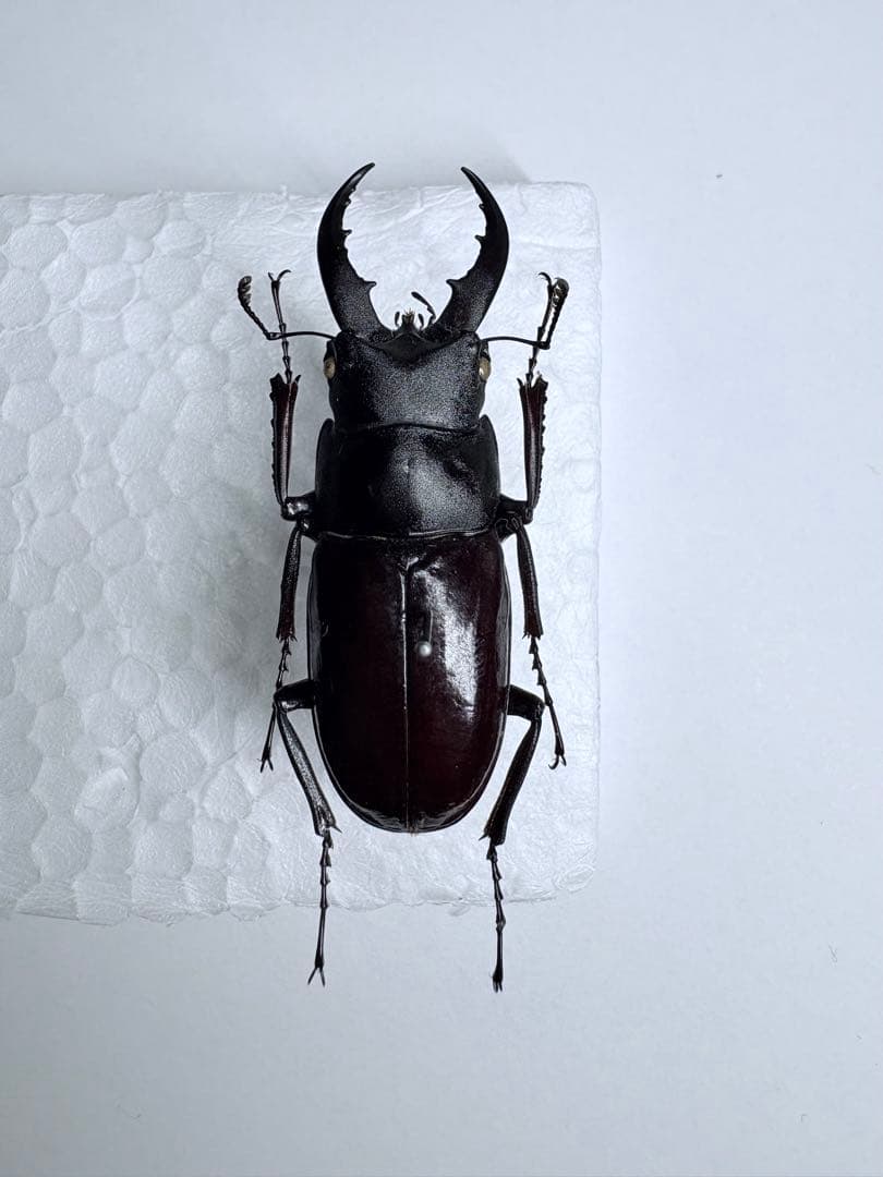 久米島　クメジマノコギリクワガタ50mm【標本】規制前採集品