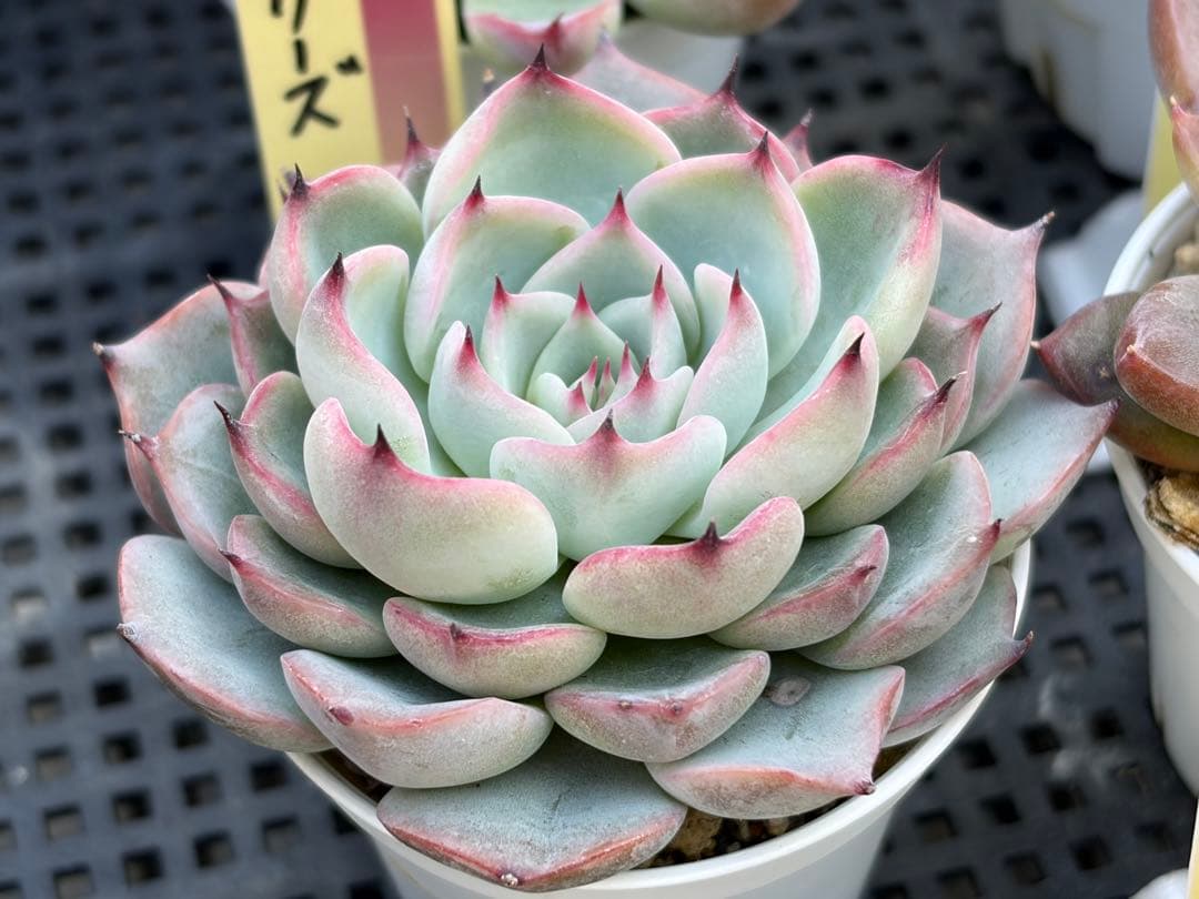 おらいさん苗12個セット　そわそわオマケで13苗ミックスベリア　エケベリア多肉