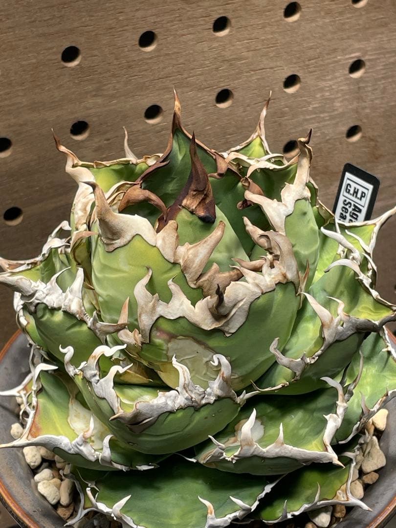 C*a様 アガベ　チタノタ　シーザー　親株　抜苗発送