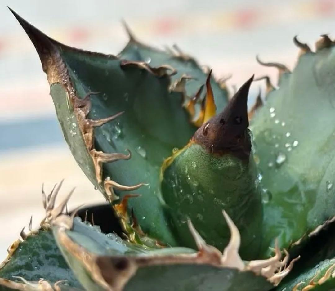 な*ち様 実生 チタノタ 検索)オアハカ スナグル オテロイ アガベ fo-07