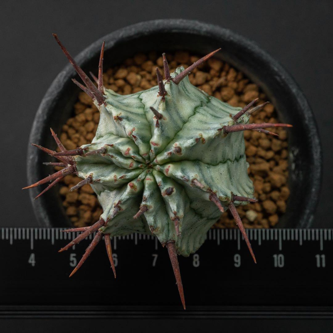 ユーホルビア ホリダ 錦 （実生） #196