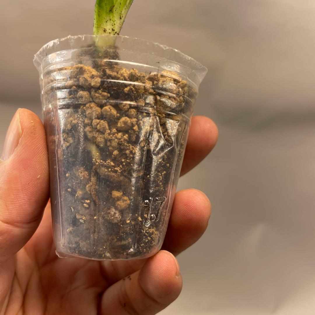 A12品種保証！斑入り保証Bulbasaurモンステラ バルバソー フシギダネ