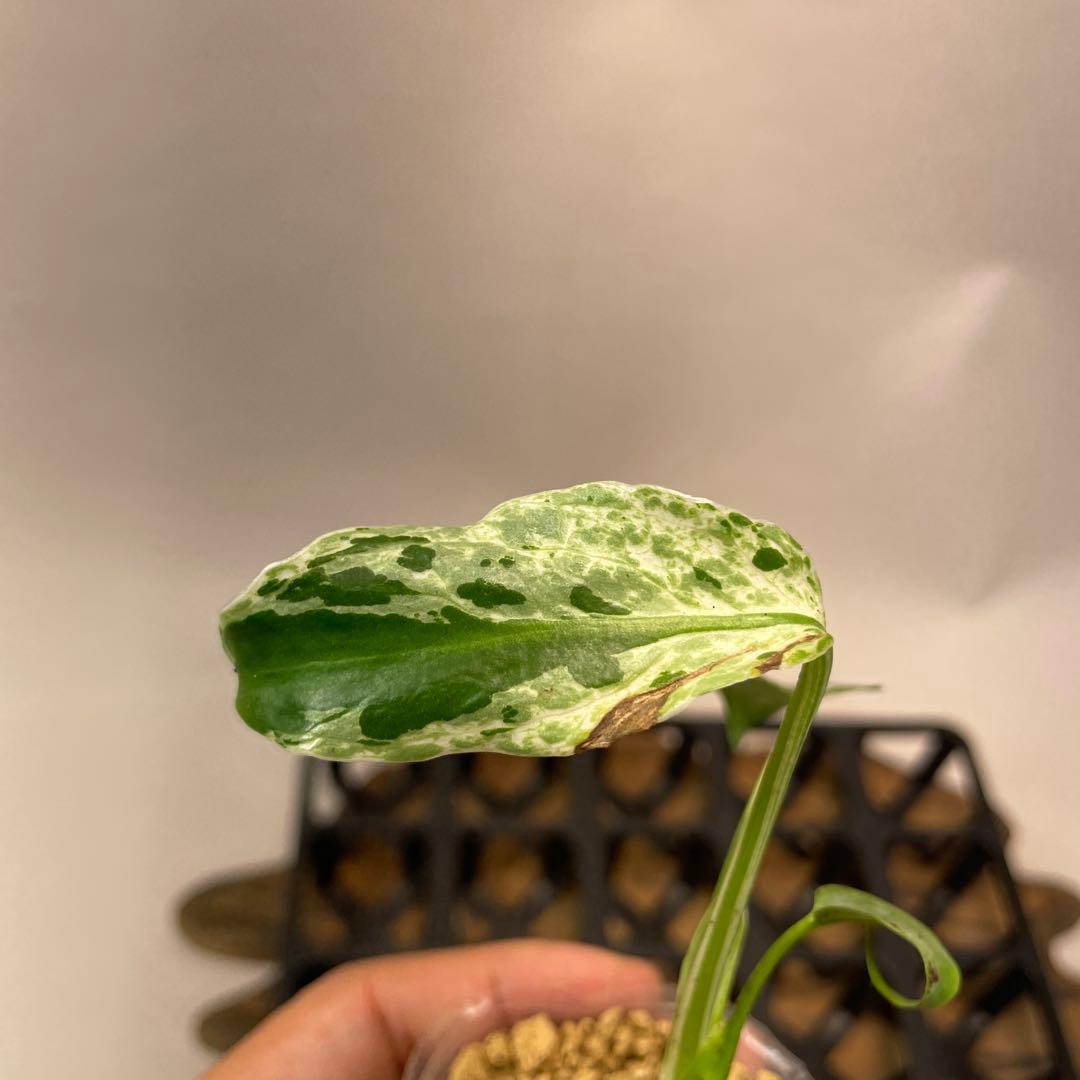 A12品種保証！斑入り保証Bulbasaurモンステラ バルバソー フシギダネ