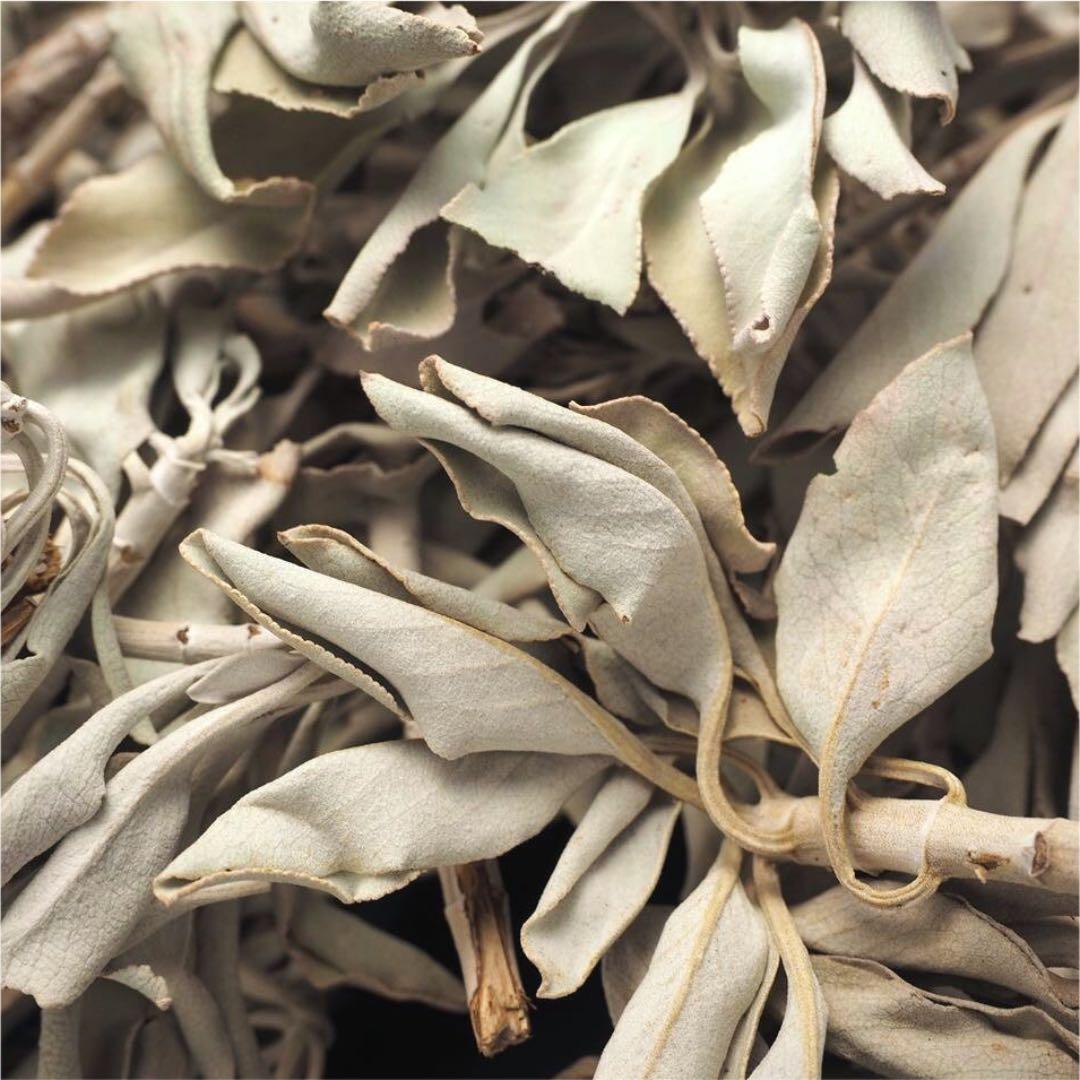 ★特選NEW★無農薬カリフォルニア産【箱配送50g高品質ホワイトセージ】❤️