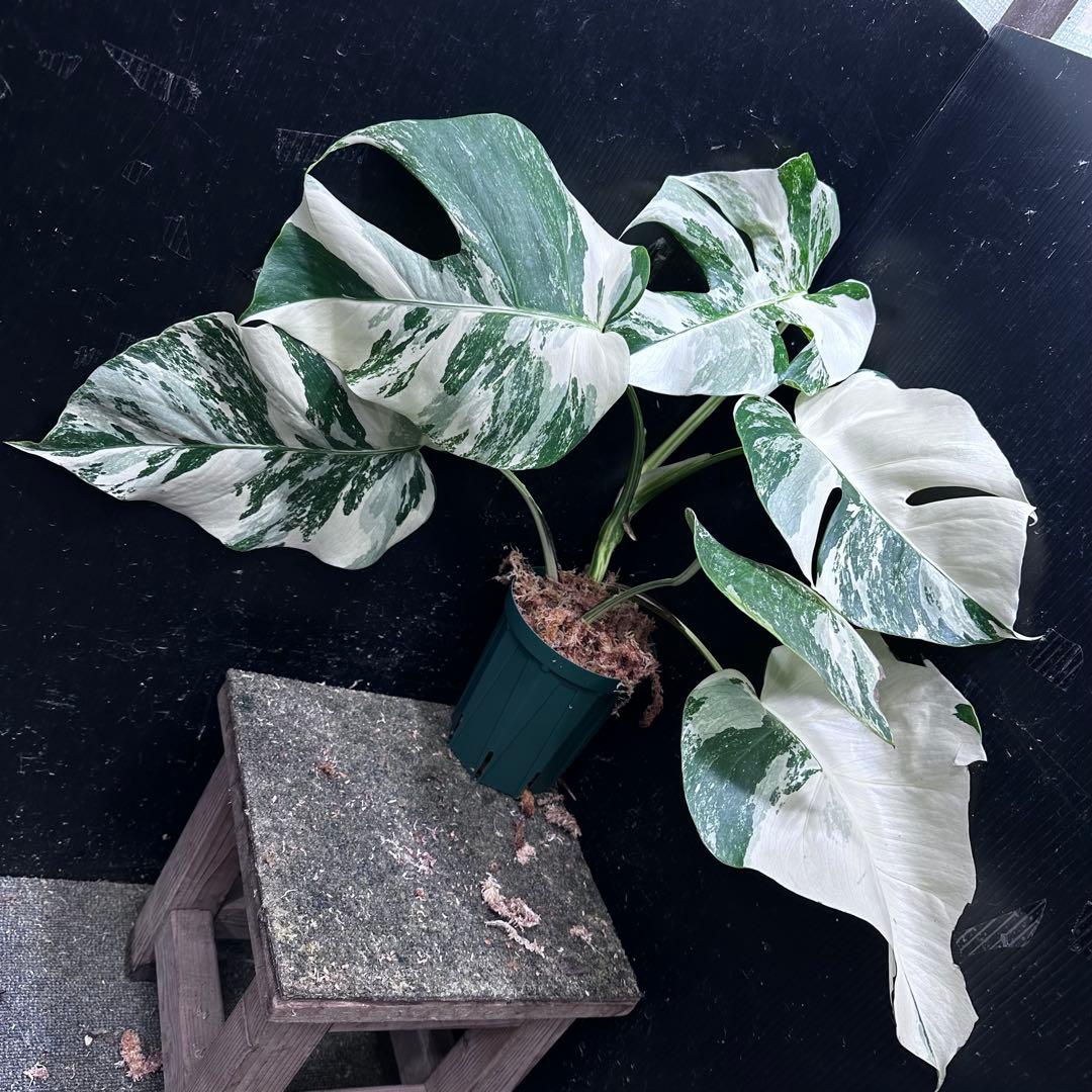 蒼*読様 斑入りモンステラ ホワイトタイガー極美大株48cm白斑多
