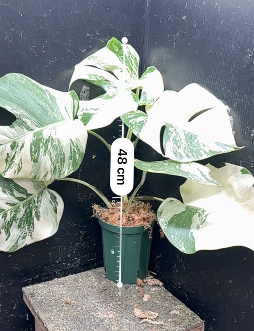 蒼*読様 斑入りモンステラ ホワイトタイガー極美大株48cm白斑多