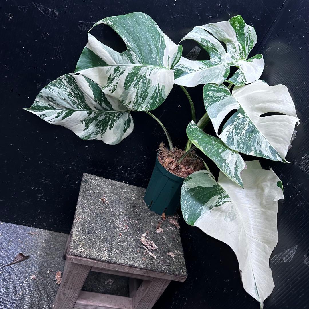 蒼*読様 斑入りモンステラ ホワイトタイガー極美大株48cm白斑多