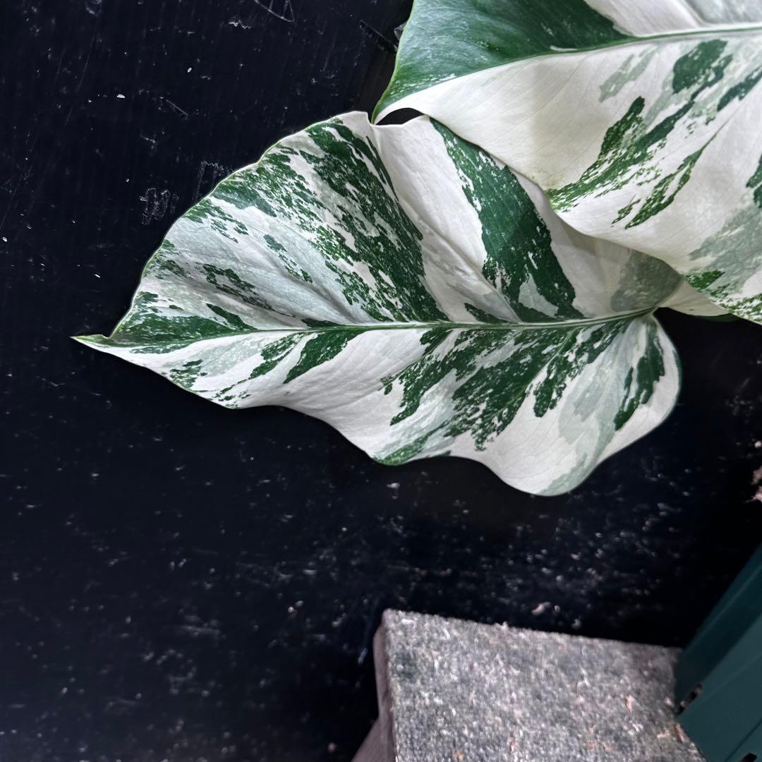 蒼*読様 斑入りモンステラ ホワイトタイガー極美大株48cm白斑多