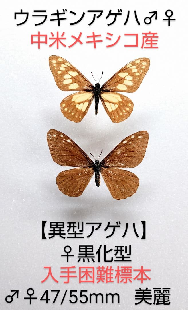 【異型アゲハ】ウラギンアゲハ ♂♀標本★中米メキシコ産★♀黒化型入手困難種