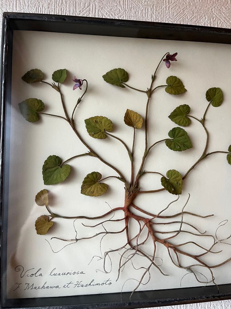 モリソン小林 作品