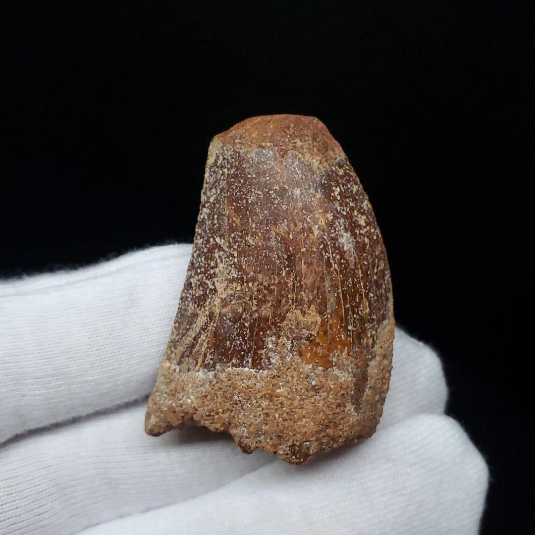 カルカロドントサウルス 歯 化石 本物 モロッコ産 38.49mm  fca17