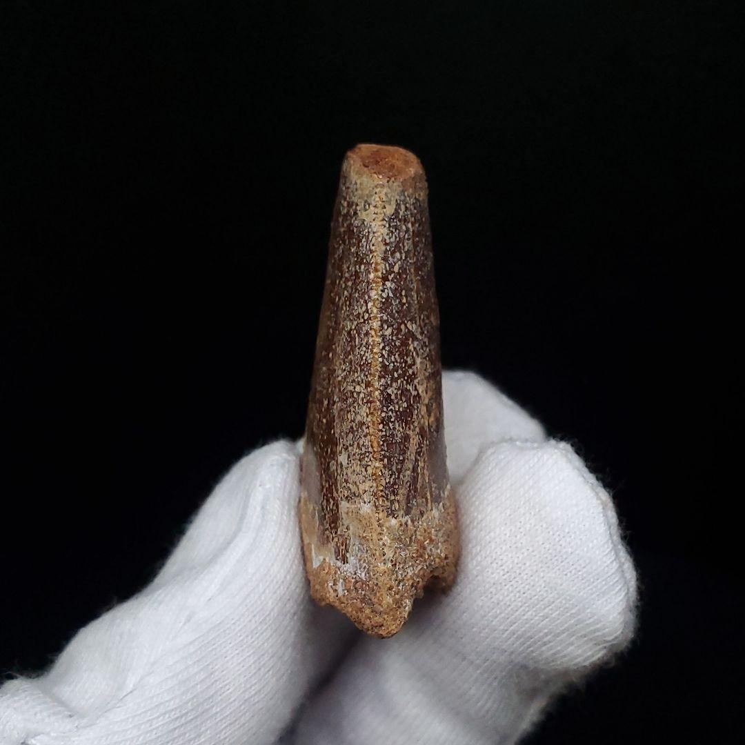 カルカロドントサウルス 歯 化石 本物 モロッコ産 38.49mm  fca17