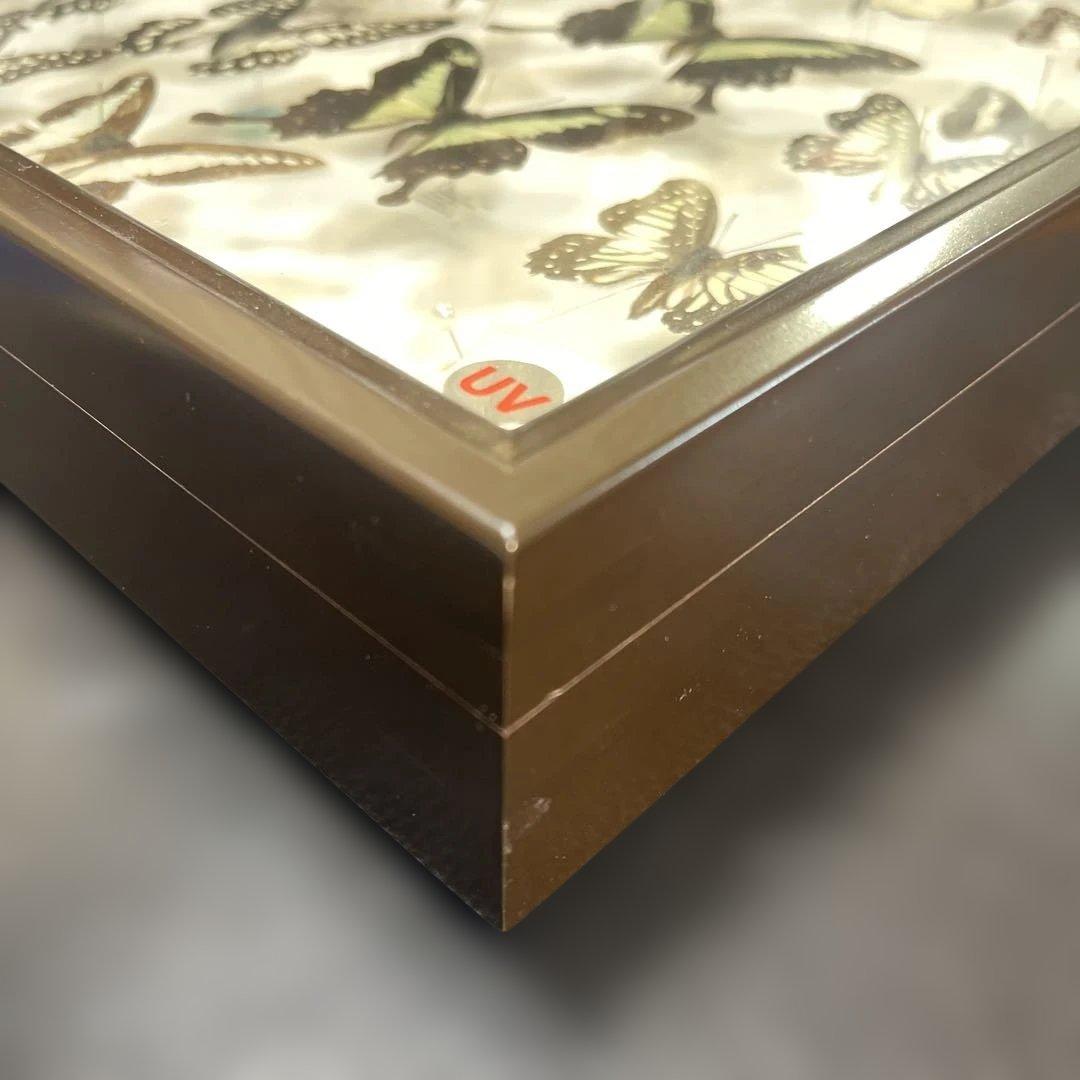 蝶標本、アオスジやミカド類多種