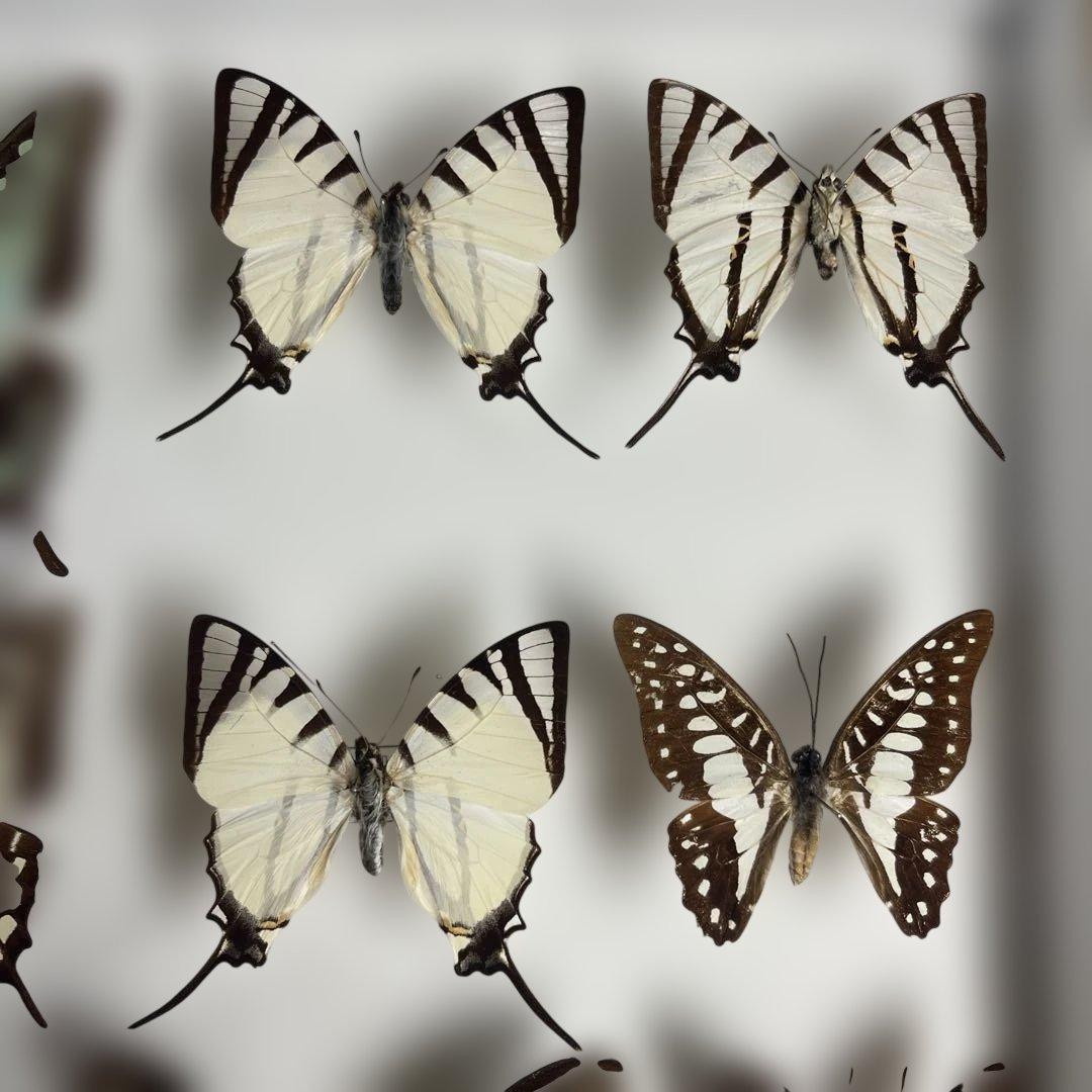 蝶標本、アオスジやミカド類多種