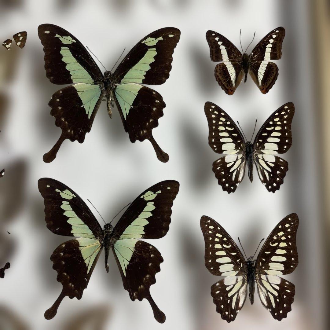 蝶標本、アオスジやミカド類多種