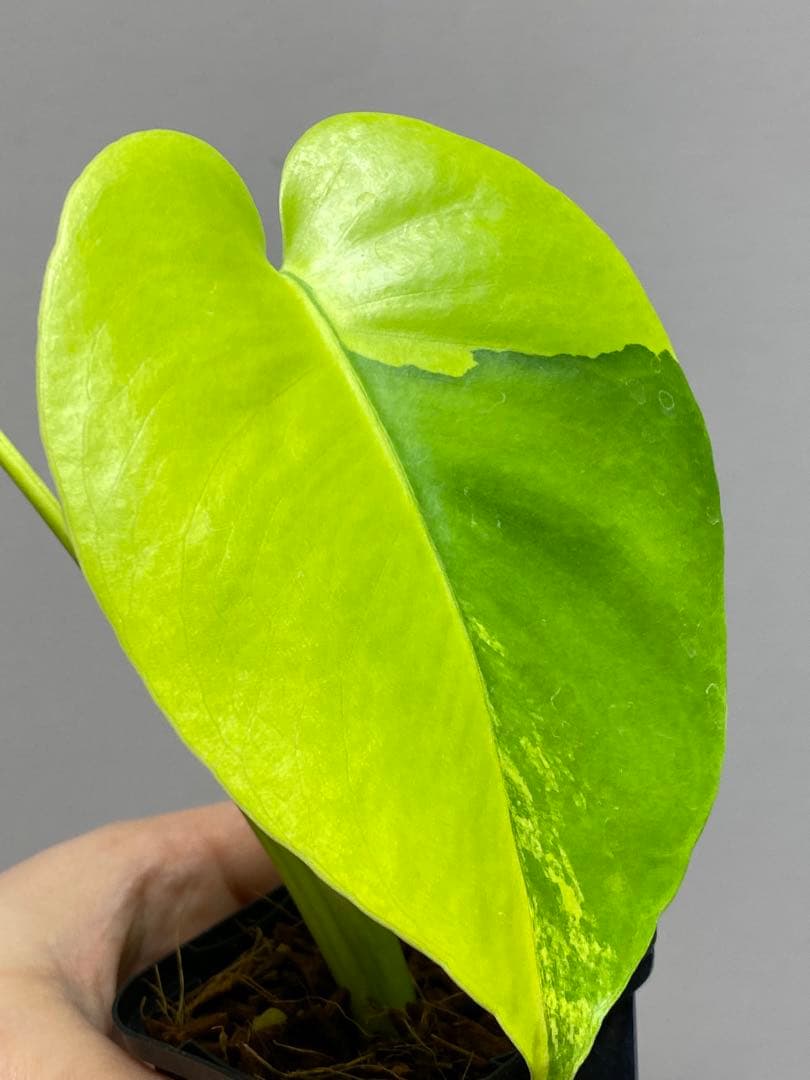 み*ん様 【これは本物です✨】モンステラ　イエローマリリン　黄斑　オーレア　希少