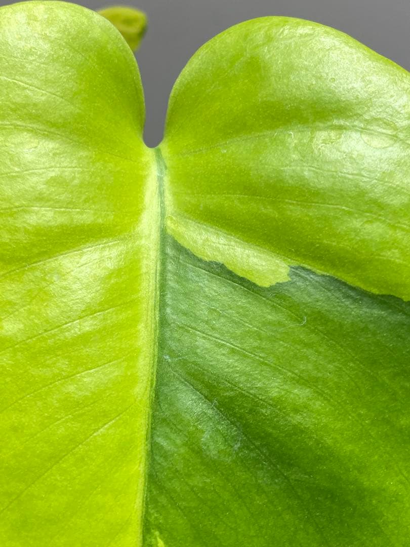 み*ん様 【これは本物です✨】モンステラ　イエローマリリン　黄斑　オーレア　希少