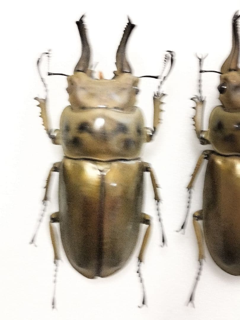 大型オウゴンオニクワガタ標本 2♂セット