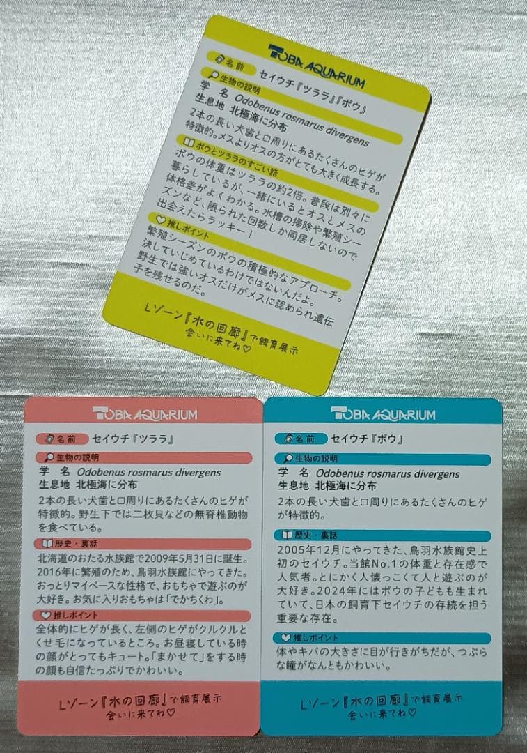 【レアカード】鳥羽水族館　コレクションカード　セイウチ　ツララ　ポウ