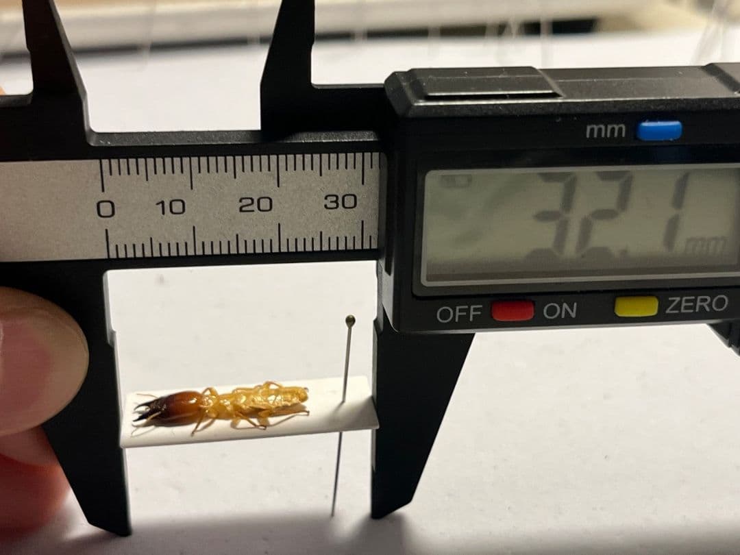 【21mm】オオシロアリ 標本 ゴキブリパラポネラ キバハリアリ ウロコアリ 蟻