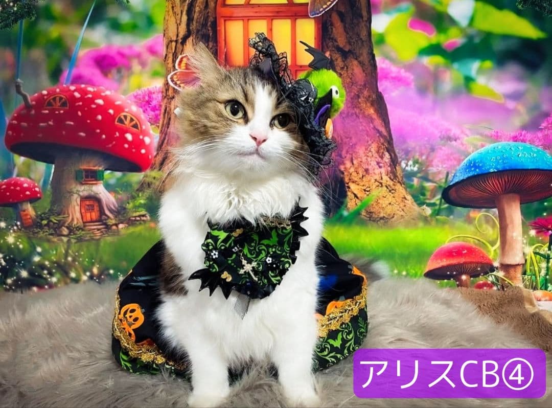 背景布+秋色チョーカー　パンパスグラス　お月見　十五夜　ペットサロン撮影用