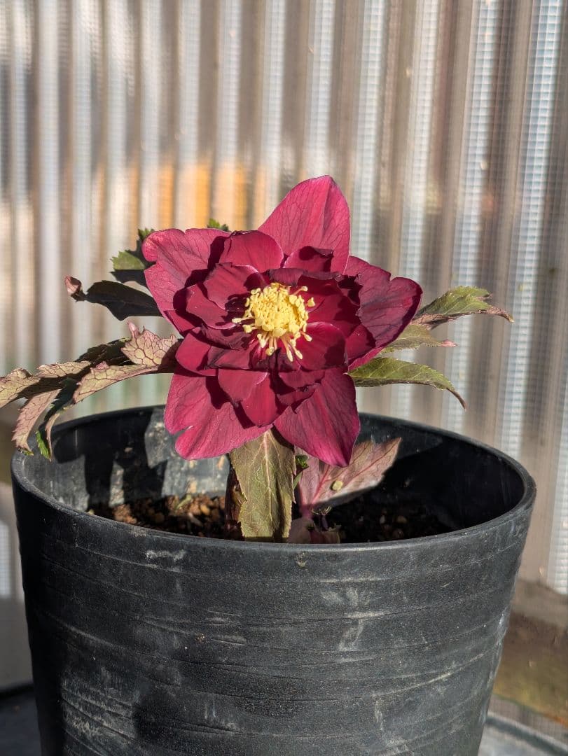 広瀬園芸 クリスマスローズ　ダブル 【ベルベットレッド】 極美個体
