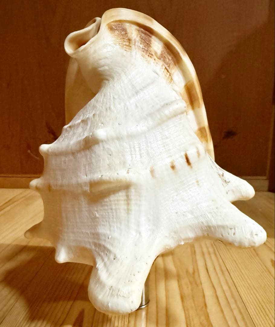 綺麗な大型肉厚トウカムリ 法螺貝　ほら貝　ホラガイ❣️