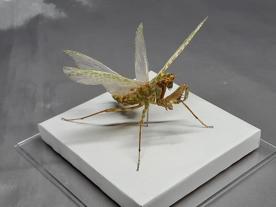 アザミカマキリ雌　立体標本