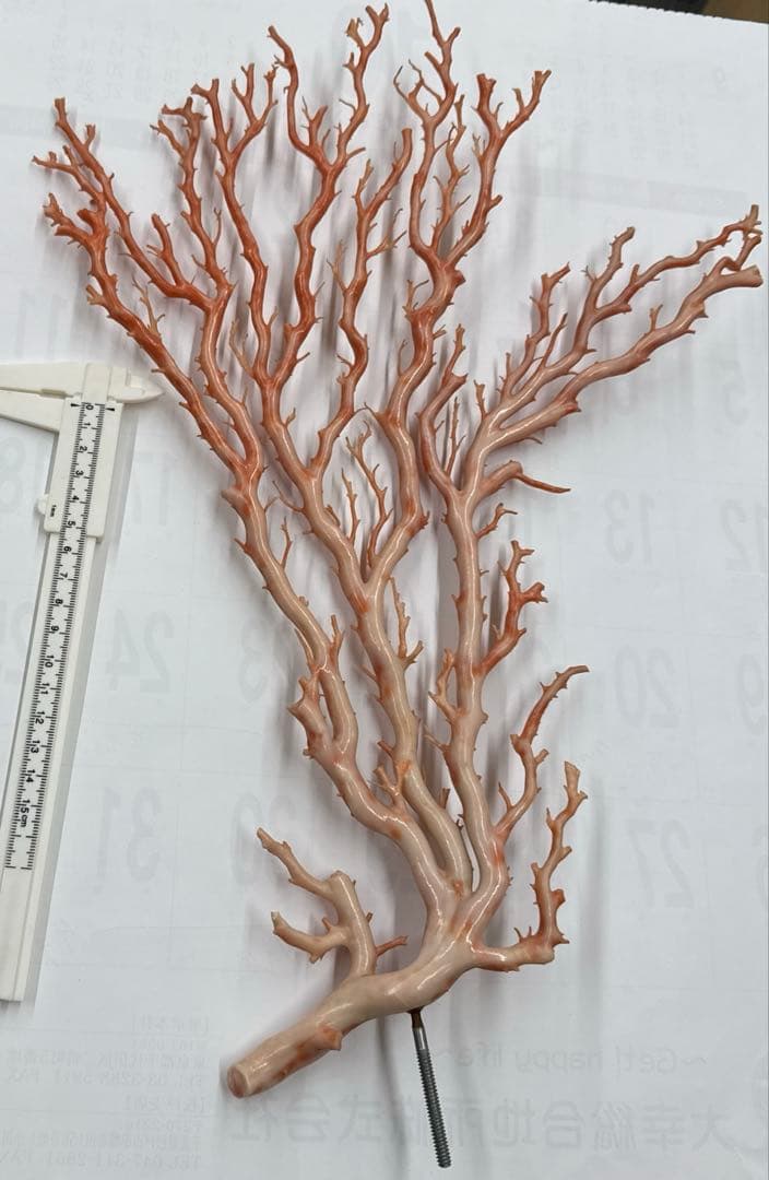 珊瑚　拝見　ゾロ