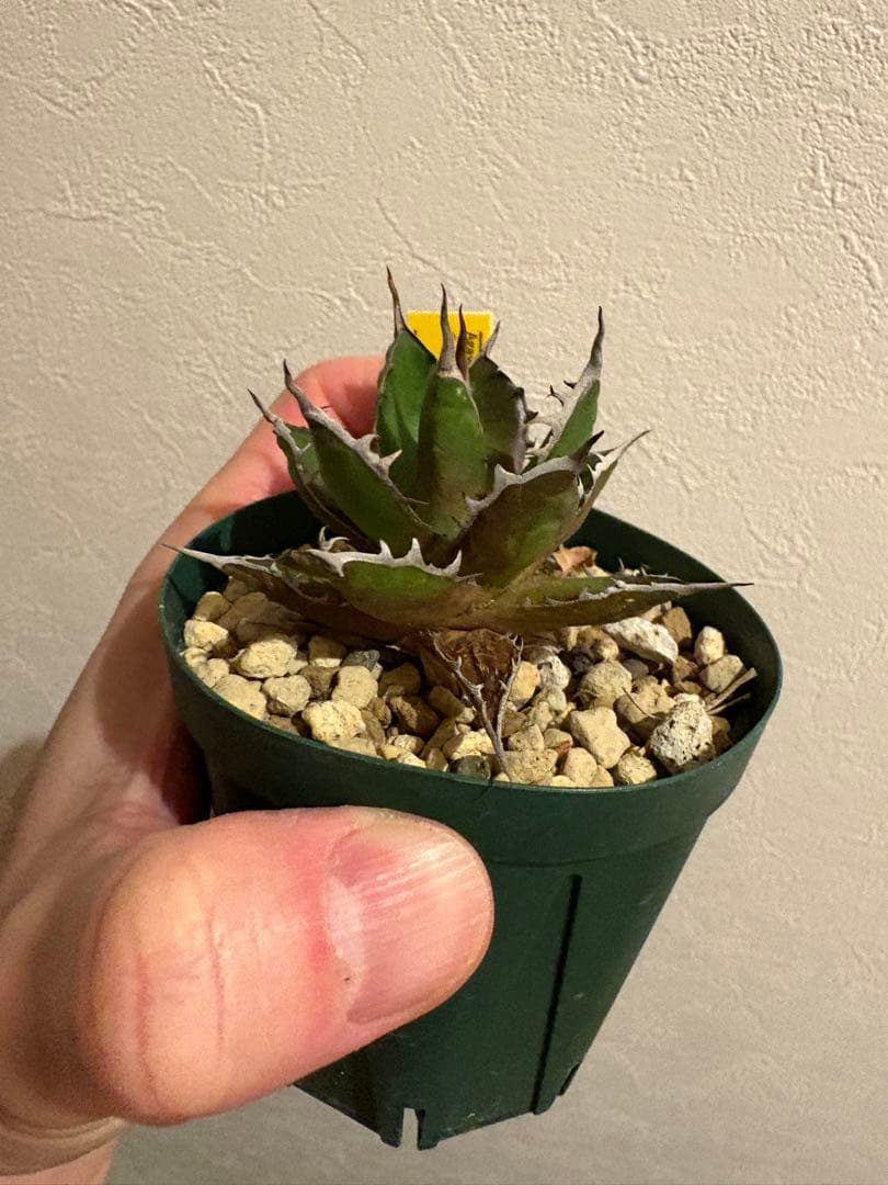 アガベ　ギルベイ　(ホンモノ) ホリダ