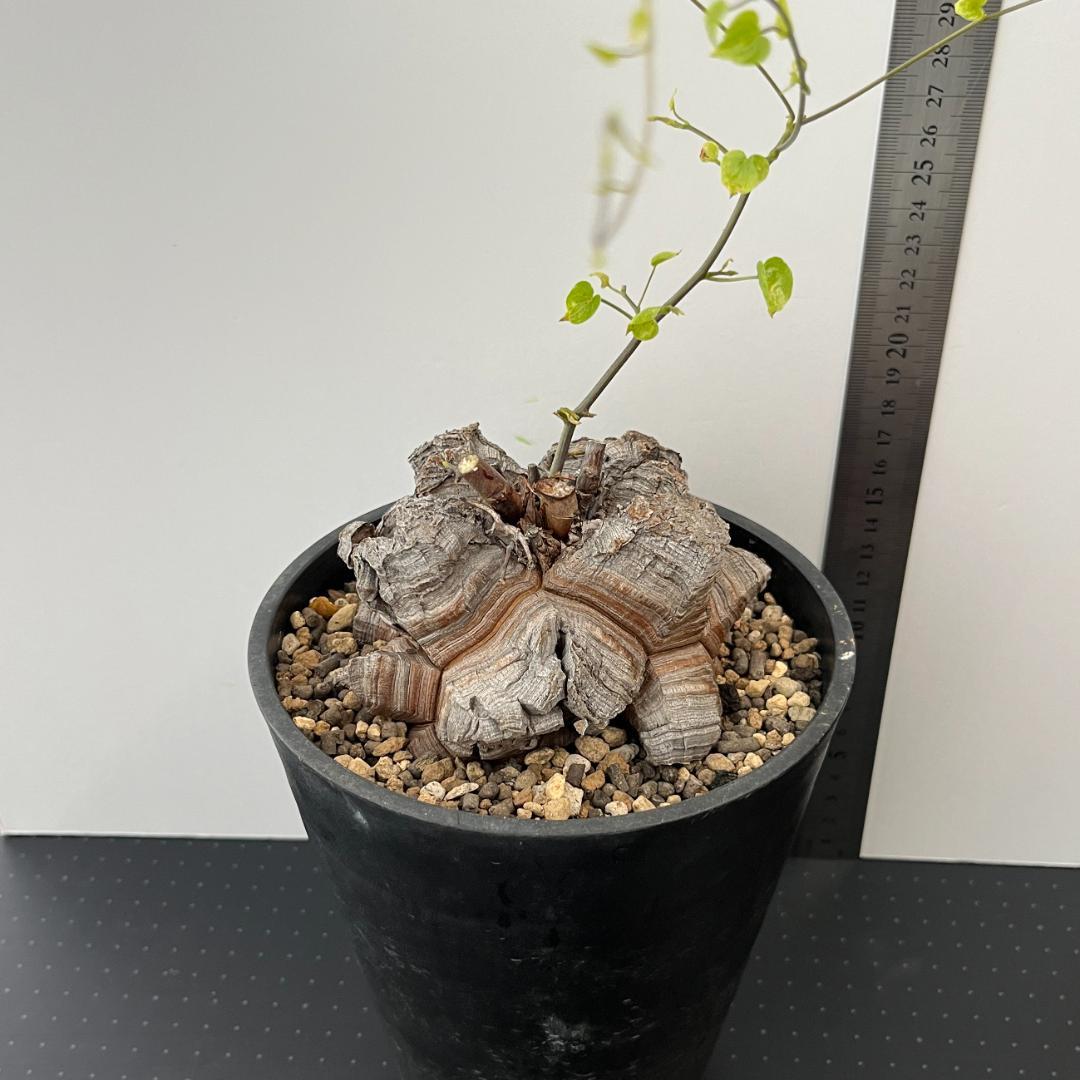 アフリカ亀甲竜 5号鉢
