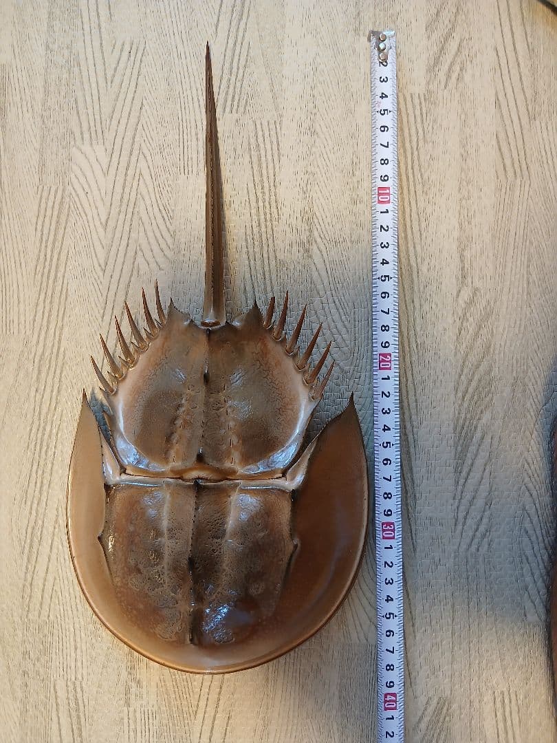 野生　カブトガニ脱皮殻　約３８センチ