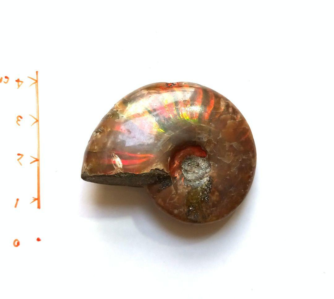 アンモナイト × オパール  アンモライト 赤系 ❒ 化石 45mm