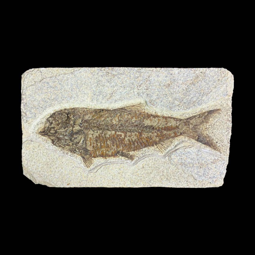 ナイティア　魚の化石　アメリカ　ワイオミング州 産　特大