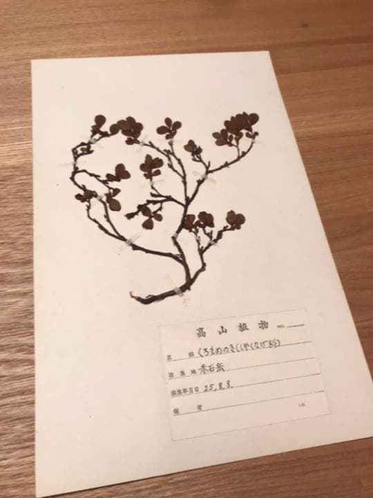 アンティーク　植物標本　高山植物　全57種