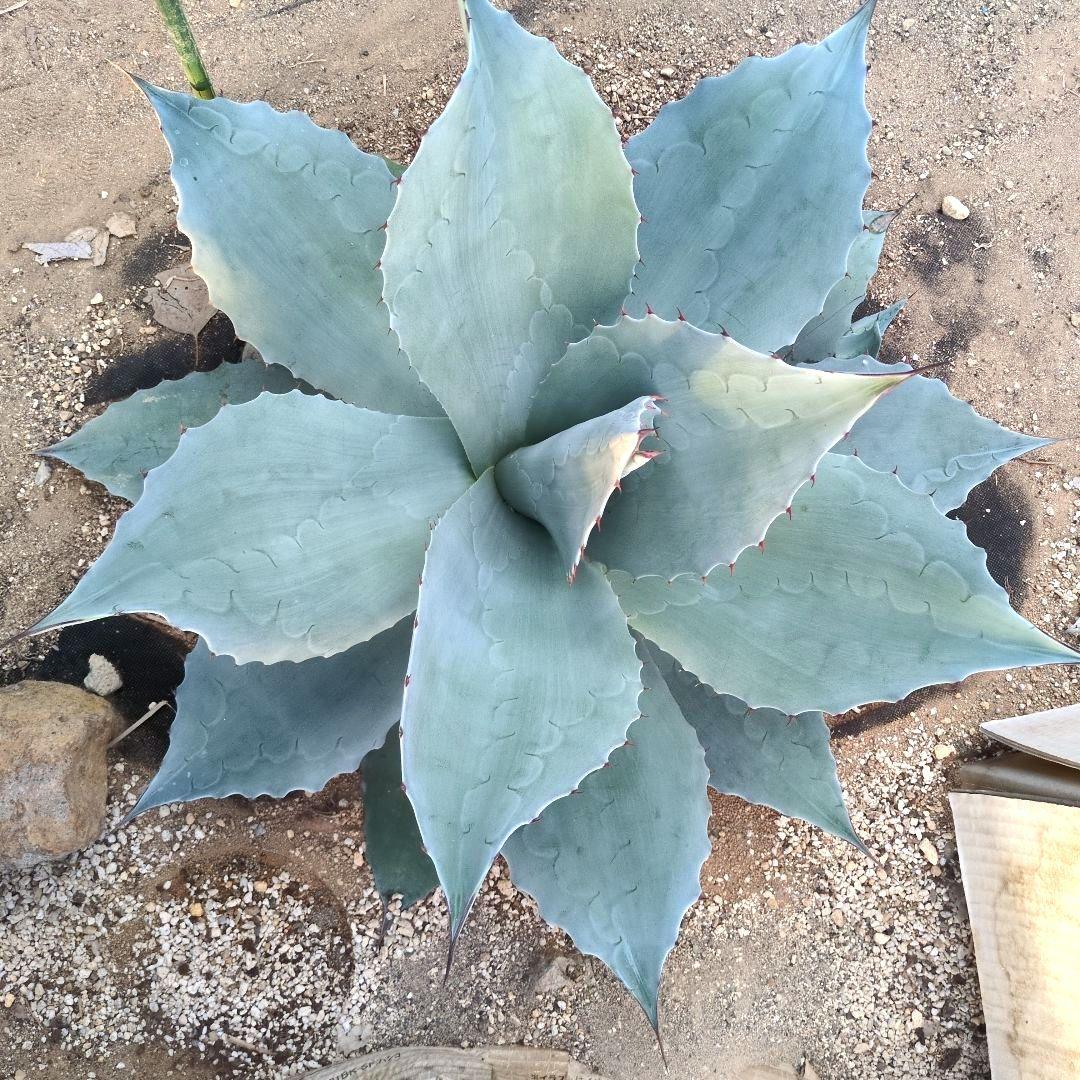D*o様 オバティフォリア　フロスティブルー　超特大約60cm　アガベ