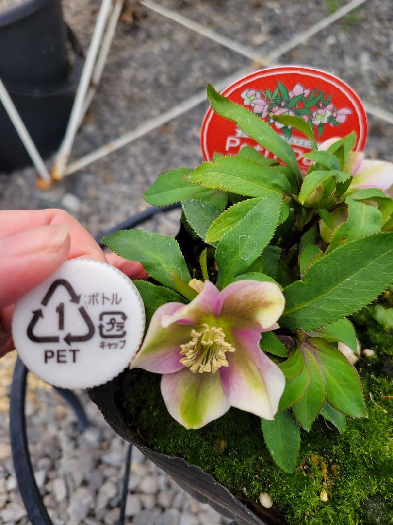 プチドール　シングル　クリスマスローズ