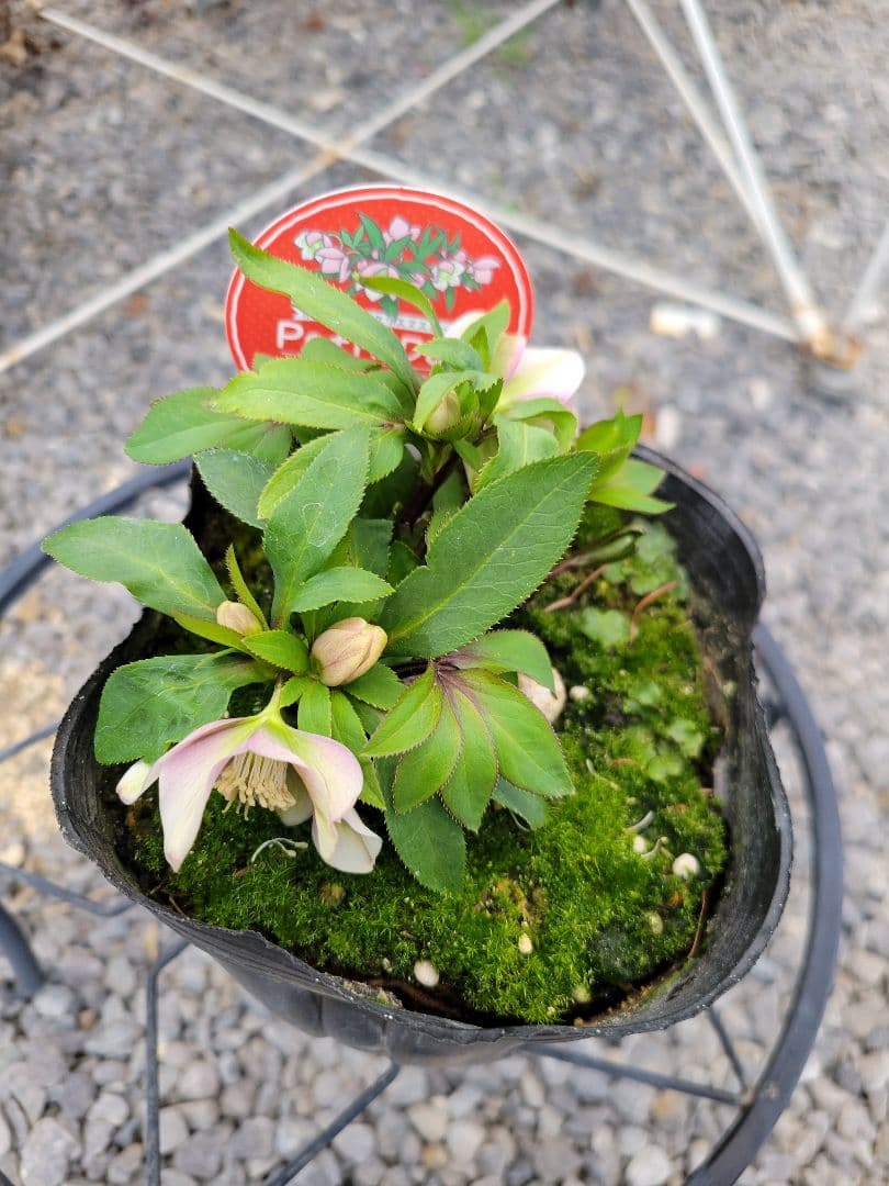 プチドール　シングル　クリスマスローズ