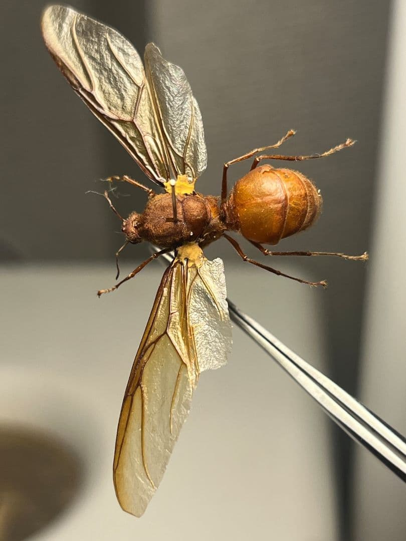 【開翅標本】ハキリアリの一種 オス Atta sp. ハチタランチュラホーク