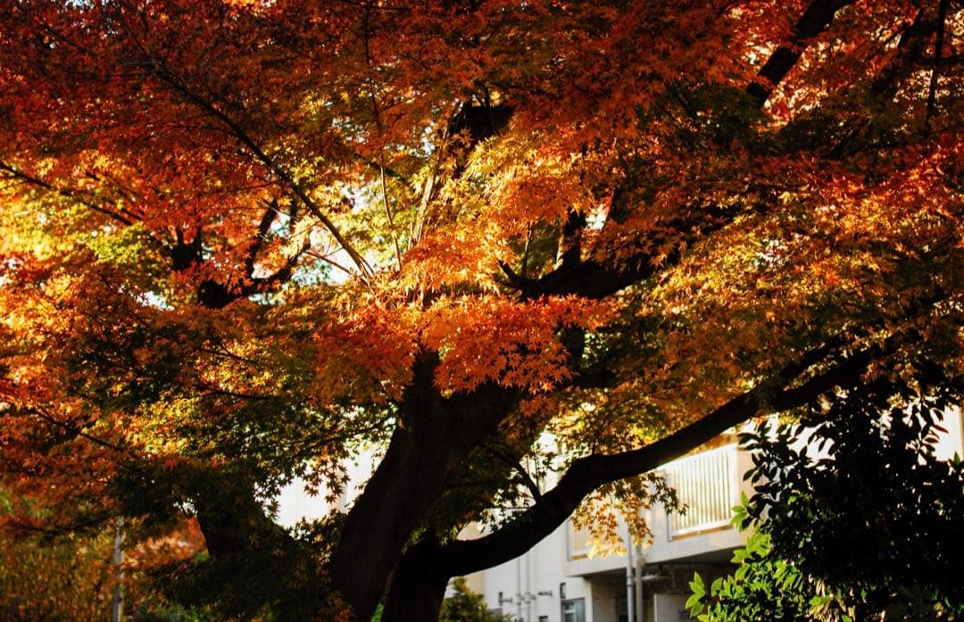 ＊KYYST5＊様専‼️レンズ込み