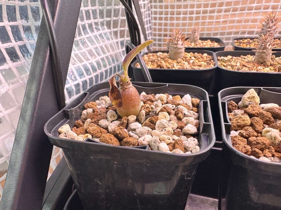 パキポディウム　ウィンゾリー　4株