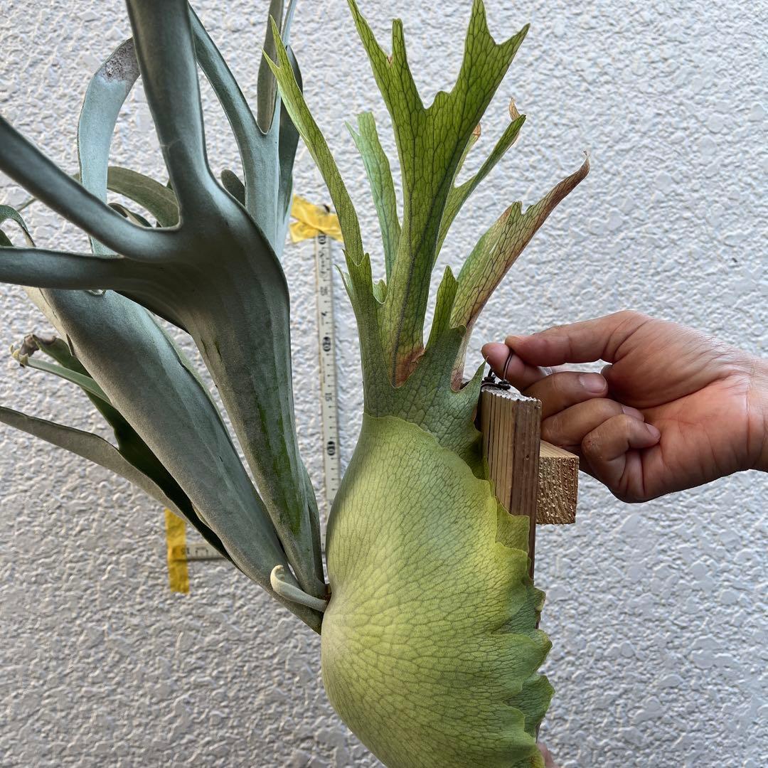 ビカクシダ ビーチーシルバー